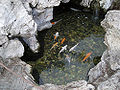 A koi pond is a signature Chinese scenery depicted in countless art work.